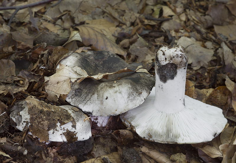 Russula albonigra